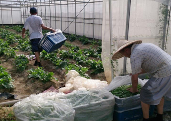 經營有機農園的王宗益與恩友中心合作，媒合三名街友到農場學種菜